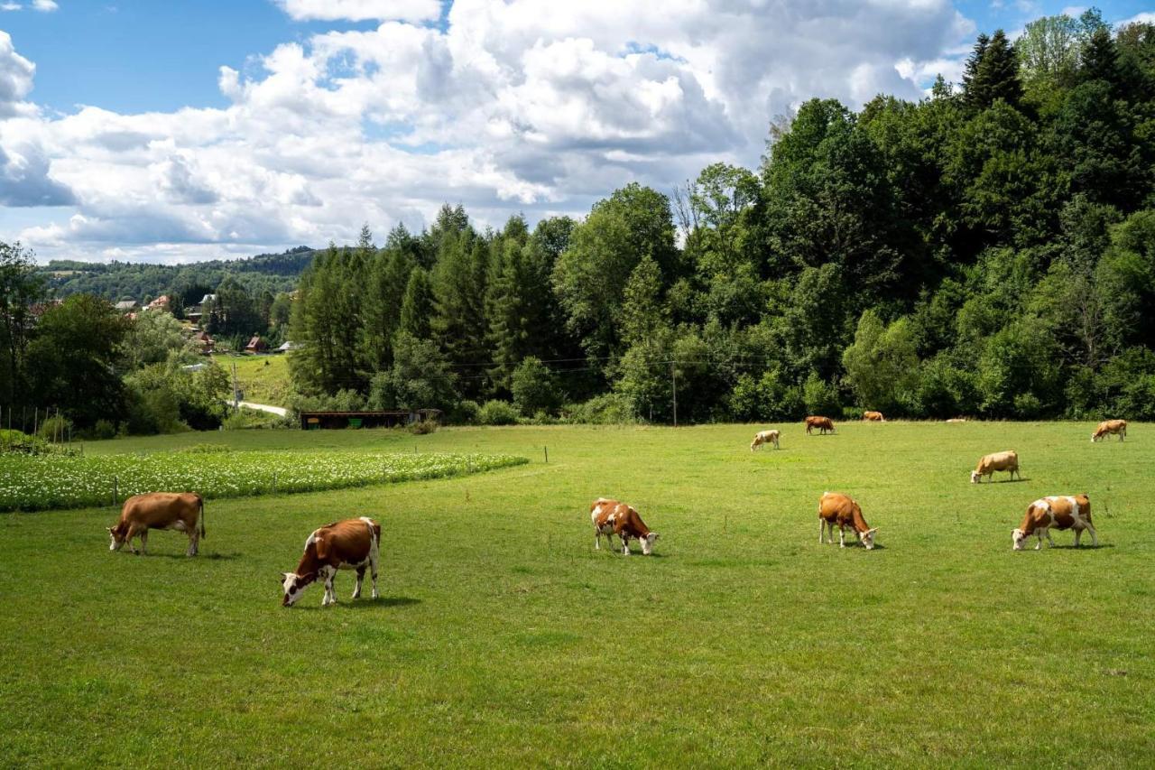 Lodge Dolina Bialego Wilka - Niebieskie *
